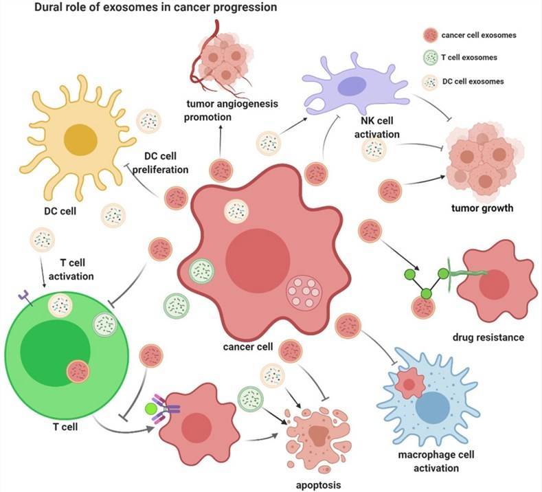 The-Role-of-Exosome-RNA-in-the-Cancer