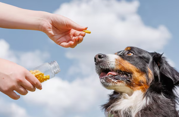 best vitamin for dogs