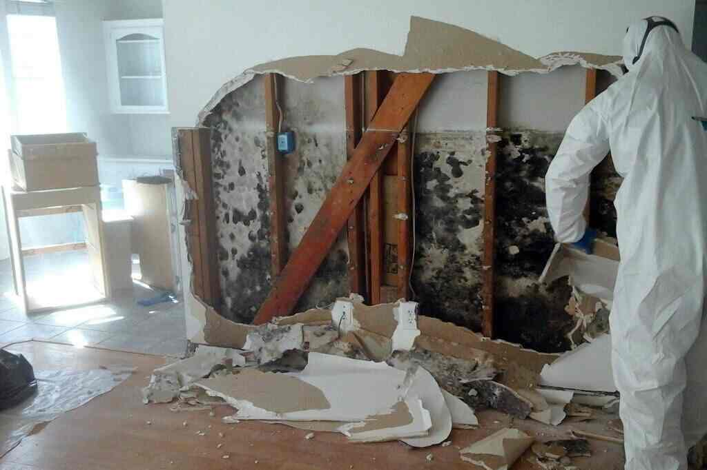 mold removal