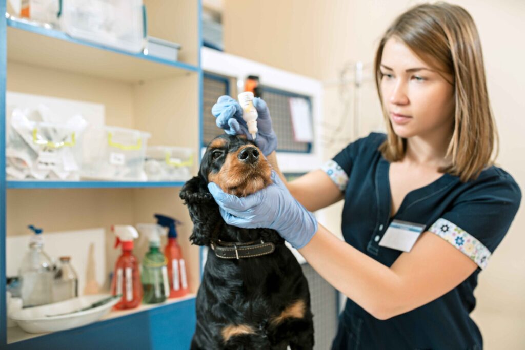 dog kidney issue