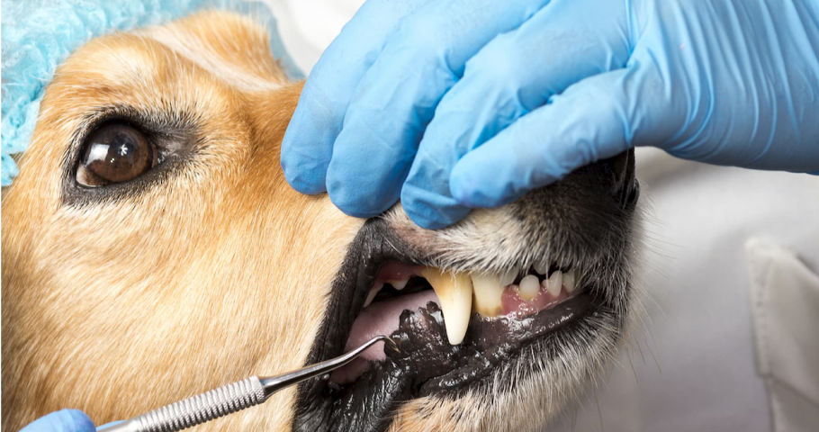 Exploring Non-Anesthetic Pet Teeth scaling Services in Ruskin
