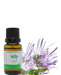 Blue Tansy Essential Oil