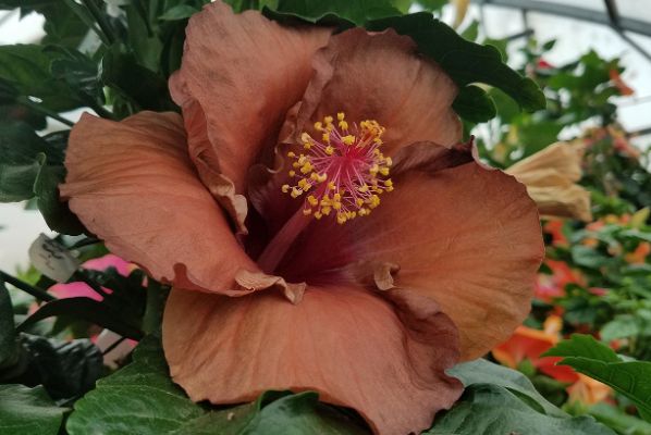 Brown Flowers