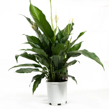 indoor plants Melbourne
