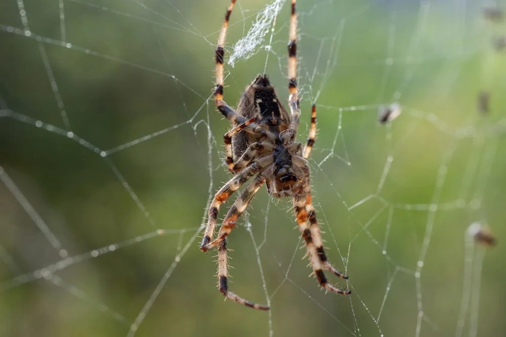Spider Control Melbourne