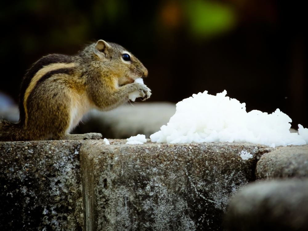 Wildlife Removal