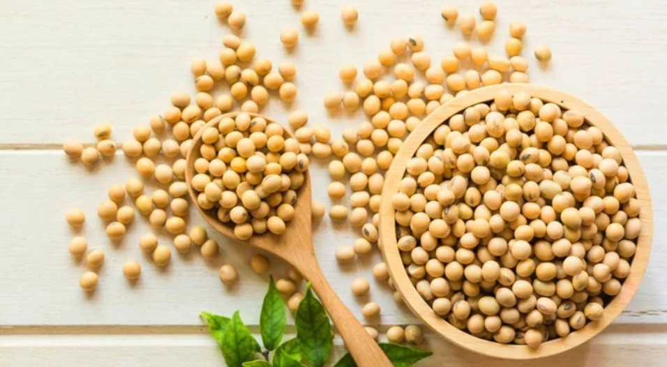 High-quality soyabeans from top Soyabeans Dealers and Suppliers in India for healthy and sustainable choices.