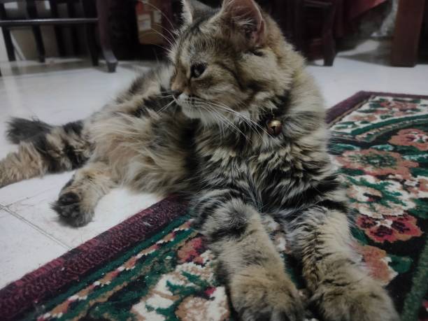 maine coon for sale