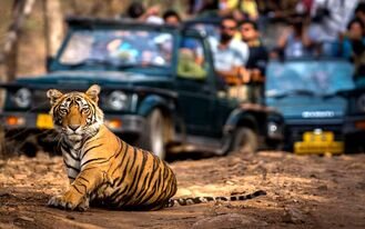 Ranthambore Online safari Booking