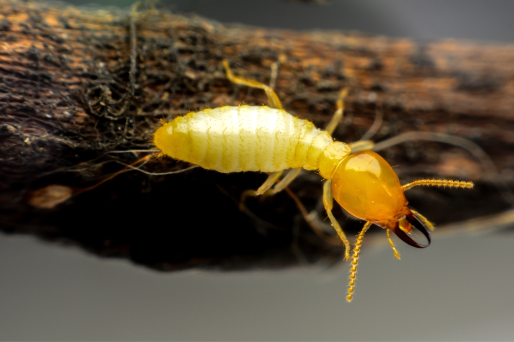 termite treatment