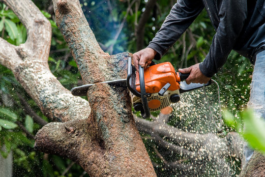 Tree Surgery Services in Dexter MI