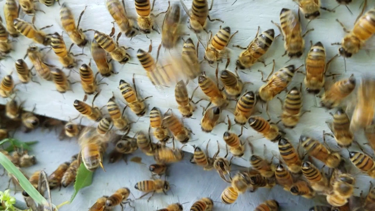 Bee-Safe Solutions for Managing Bees Near Entryways