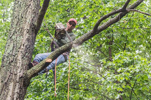 licensed tree removal service