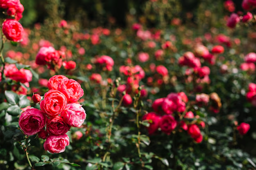 Rose Plants