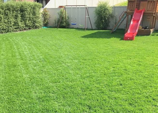 How Buffalo Turf Performs in Hot, Dry Australian Summers Compared
