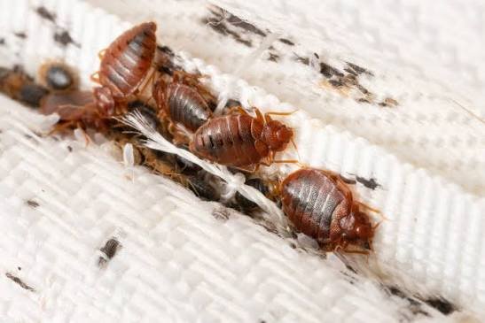 bedbug treatment