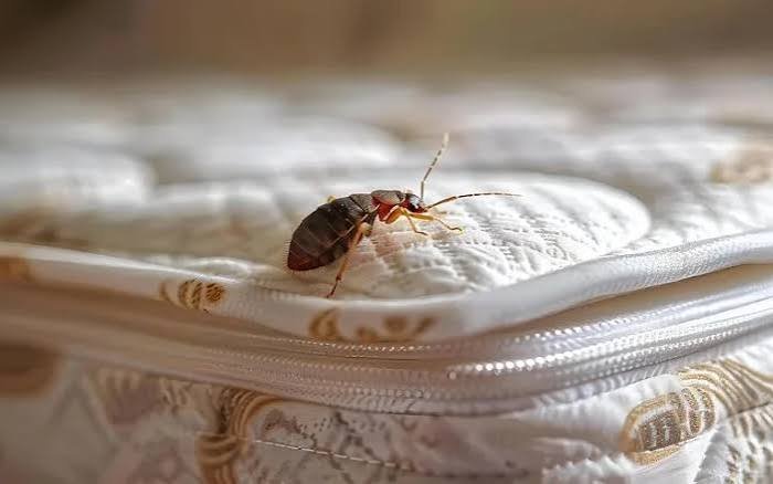 bed bug treatment companies