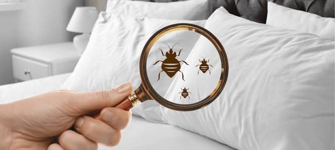 bed bugs treatment