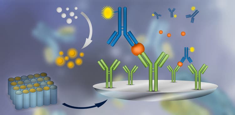 ELISA Assay